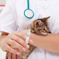 sunnybank pet vaccination