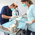 pet surgery sunnybank vet Clinic