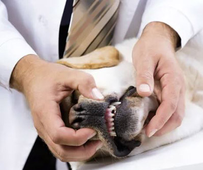 common Pet Dental problems