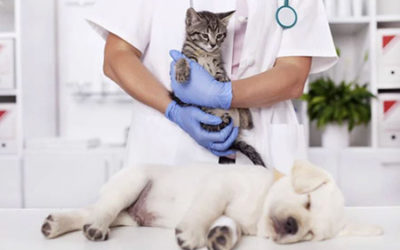5 Signs your pet needs to visit the vet