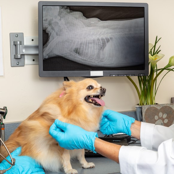 Veterinary Diagnostic Imaging