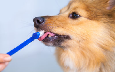 Tips for brushing dog’s teeth at home