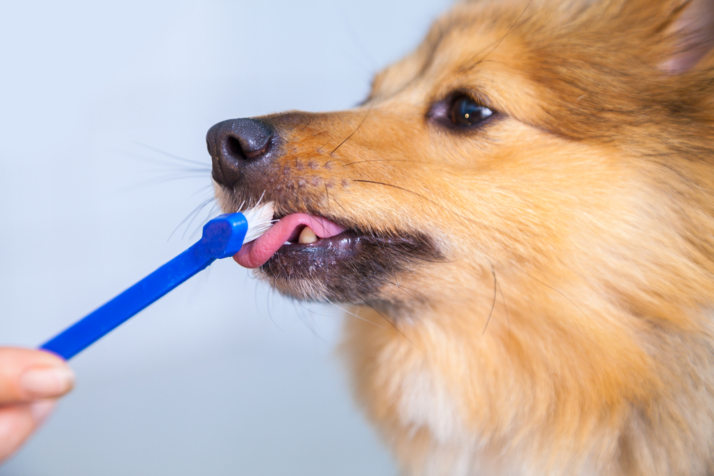 cleaning dog's teeth at home