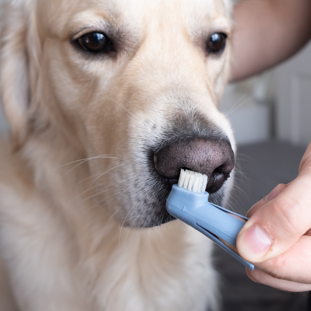 Brushing Dog's Teeth at home