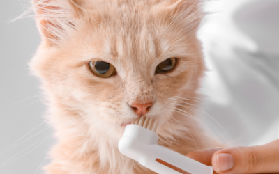 Importance of brushing a cat’s teeth at home