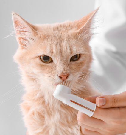 brushing cats teeth