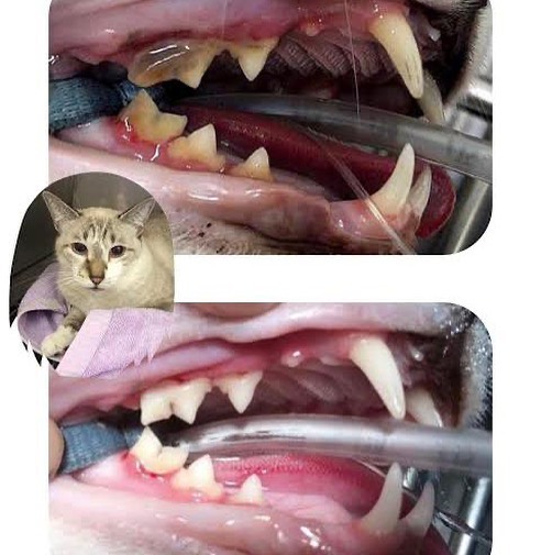  Cat dental clean