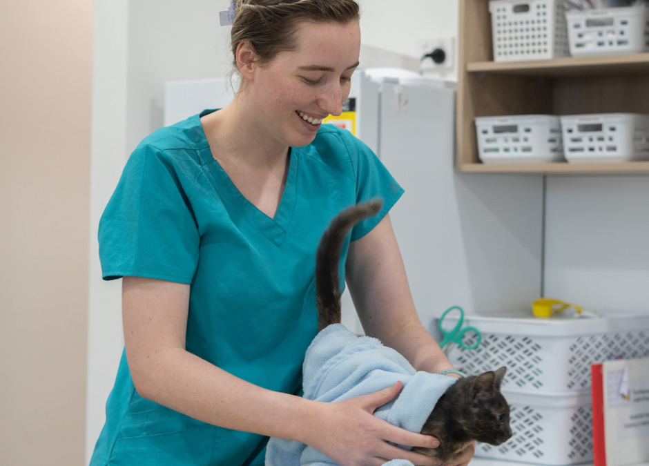 The Benefits of Regular Vet Checkups for Your Pet
