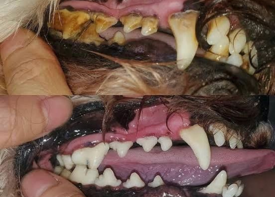 5 Common Pet Dental Problems and How to Prevent Them