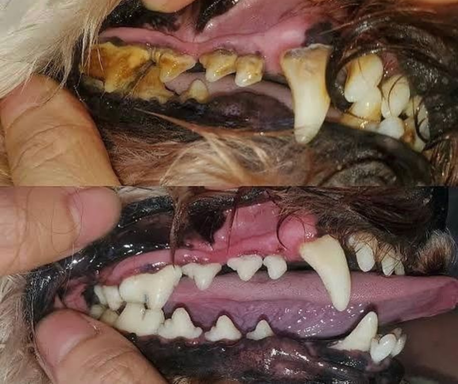 Pet Dentist algester